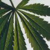 Bodylotion mit Scent of Marihuana Bodylotion mit Scent of Marihuana
