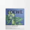 Grosse «Efeu»-Kerze