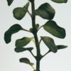 Flüssigseife mit Oregano