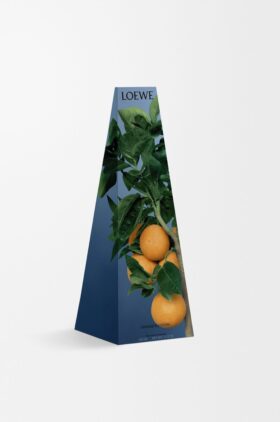 Kerzenhalter aus Wachs der Orangenblüte