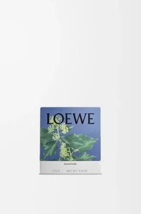 Kleine Efeu-Kerze