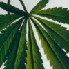 Kleine Marihuana-Kerze
