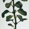 Grosse Oregano-Kerze