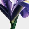 loewe Iris Root EDP 100 ml