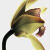 loewe Roasted Vanilla EDP 100 ml