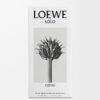 Loewe Solo Cedro 50 ml