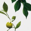 Midi Earl Grey-Kerze