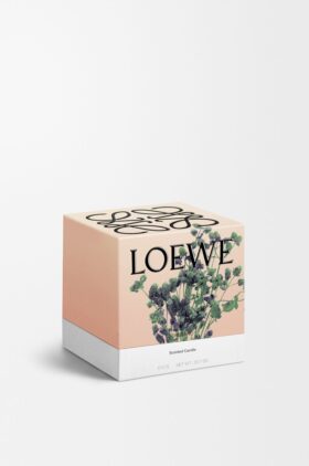 Mittlere Oregano-Kerze